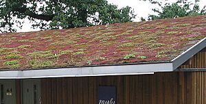 Green Roof - geograph.org.uk - 544737
