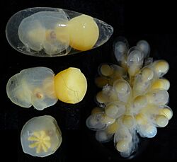 Haliphron atlanticus embryos