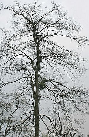 Harra (Terminalia chebula) leafless tree at 23 Mile, Duars, WB W IMG 5905.jpg