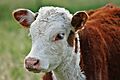 Hereford Calf Portrait, SC, Vic, 13.10.2007 edit