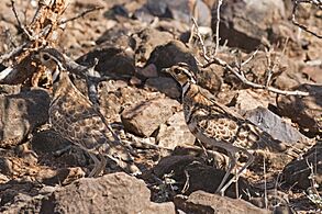 Heuglin's courser (Rhinoptilus cinctus) pair