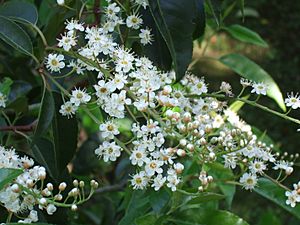 Hohenheim - Prunus lusitanica