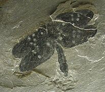 Homaloneura ligeia