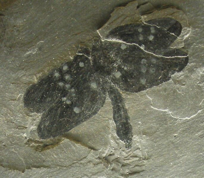 Homaloneura ligeia
