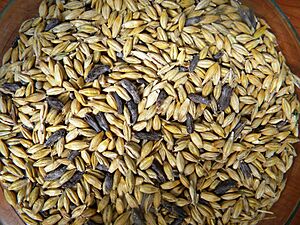 Hordeum vulgare Claviceps purpurea 23-7-2009