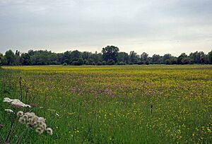 Hunsdon Mead meadow in Hertfordshire, England