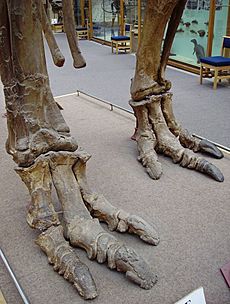 Iguanodon feet