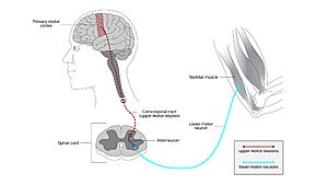 Illustration of the motor neuron tract descending from primary motor cortex, via spinal cord, to skeletal muscle