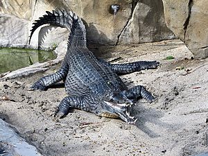 Indian Gharial at the San Diego Zoo (2006-01-03)