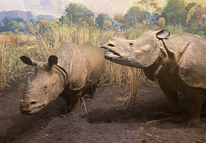 Indian rhinoceros diorama at the Hall of Asian Mammals at AMNH