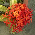 Ixora coccinea- jungle geranium