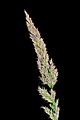 J20160625-0005—Calamagrostis rubescens—RPBG (27805039592)