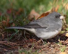 Junco hyemalis hyemalis-001