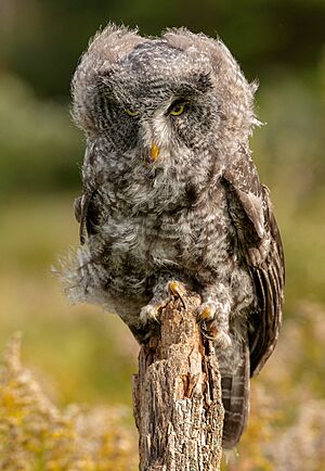 Juvenile Great Grey Owl (windblown)