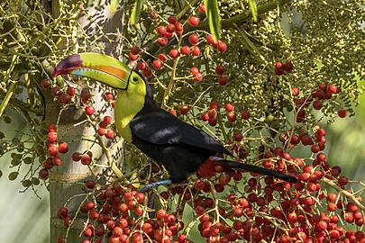 Keel-billed toucan (Ramphastos sulfuratus sulfuratus) on foxtail palm (Wodyetia bifurcata) Cayo