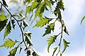 Leaves of a "Fagus sylvatica Asplenifolia" tree in summer - Belfast (Botanic Gardens) 2015-08-21
