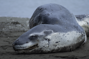 Leopard Seal in Lower Hutt, New Zealand