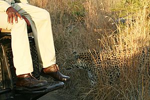 Leopard near driver