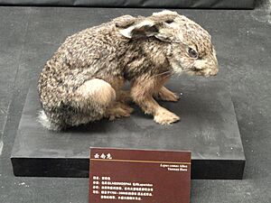 Lepus comus - Google Search - Kunming Natural History Museum of Zoology - DSC02457.JPG