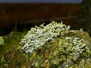 Lichen (2222921101)