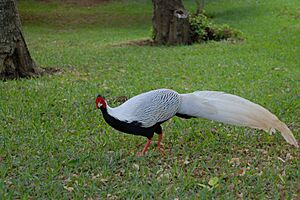 Lophura nycthemera -Mauritius -male-8a.jpg