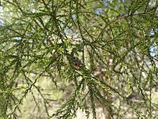 Melaleuca pallescens foliage