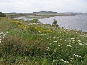 Mid to upper reach of Ythan Estuary looking west, Aberdeenshire