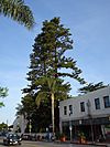 Mission Norfolk Pines (Ventura, California).jpg