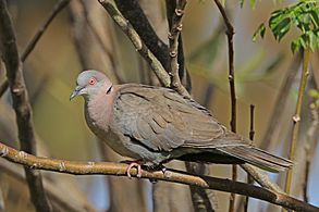 Mourning collared-dove (Streptopelia decipiens decipiens)