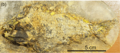 Moythomasia durgaringa fossil
