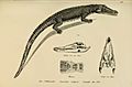 Naturgeschichte und Abbildungen der Reptilien (6059219069)
