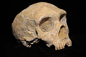 Neanderthal skull from Forbes' Quarry