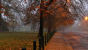 Oaks and fog along Lake Wendouree