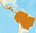 Ocelot distribution