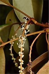 Opisthiolepis-heterophylla-ALA-1