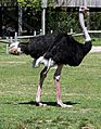 Ostrich, Virginia Zoological Park (Norfolk VA, 5 April 2007)