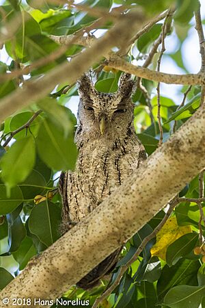 Pacific Screech Owl, Costa Rica, January 2018 (40954889841).jpg