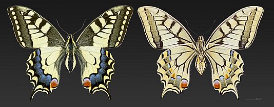 Papilio machaon MHNT CUT 2013 3 11 Cahors Female