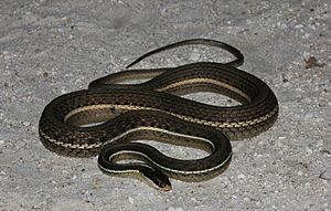 Peninsula Ribbon Snake (Thamnophis sauritus sackeni).JPG