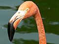 Phoenicopteridae face
