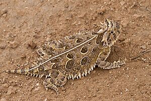 Phrynosoma cornutum - Flickr - aspidoscelis (9).jpg
