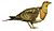 Pin-tailed sandgrouse (Pterocles alchata) white background.jpg
