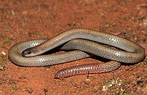 Pink-tailed Worm-lizard (Aprasia parapulchella) (9105308465).jpg