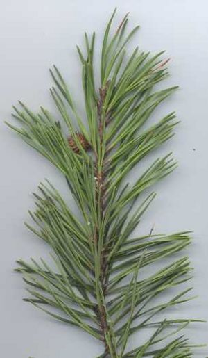 Pinus virginiana-(EU)