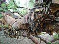 Polylepis australis trunk at Dundee Botanic Garden 2