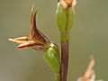 Prasophyllum caudiculum side