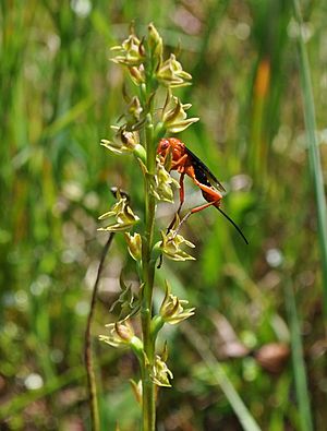 Prasophyllum viretrum.jpg