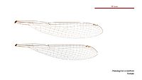 Pseudagrion aureofrons female wings (33920908074)
