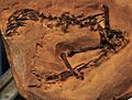 Ptilodus kummae cropped
