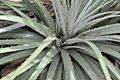 Puya alpestris ssp zoellneri Cuesta Las Chilcas 11